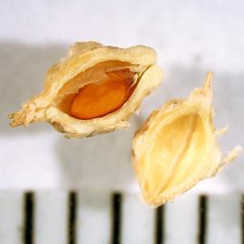   Fruit,nbsp;seed:   Rapistrum rugosum ; Photo by A. Margina, USDA APHIS PPQ, imageID.idtools.org
